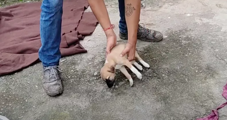Azt hitte a férfi, halott kiskutyát talált: amikor felemelte, szívszorító dolog történt - Videó